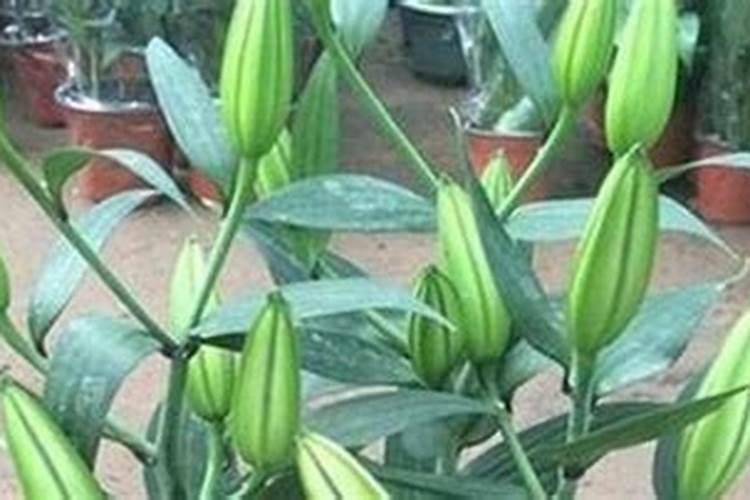大百合种植用什么肥料