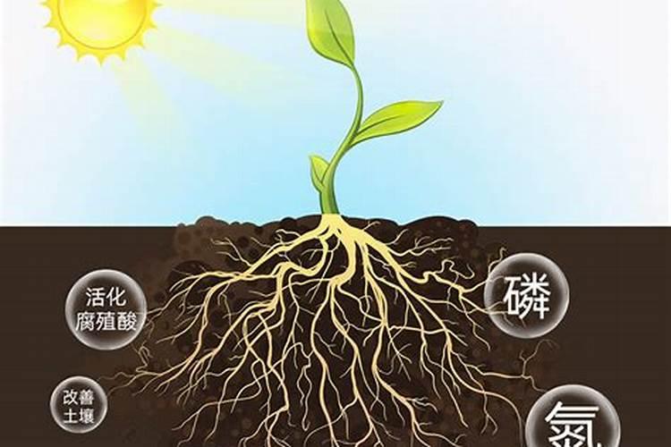 什么植物调节剂可以促进叶片生长
