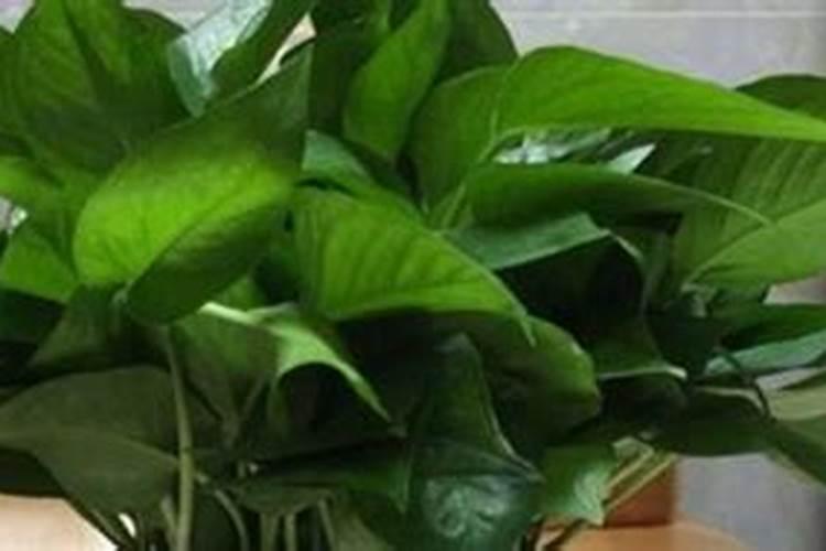 绿萝移植物多久施肥 绿萝移植后需要多久施肥？