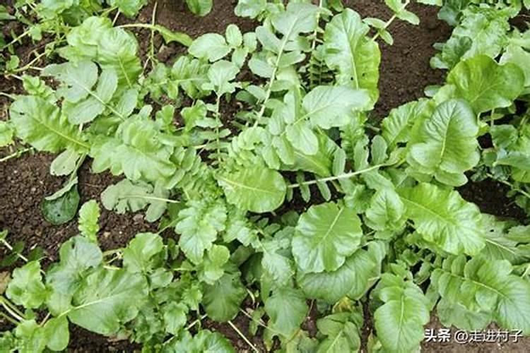 想要种植萝卜,什么时候施肥最好？