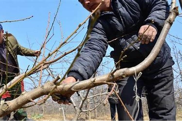 苹果树施钾肥正当时