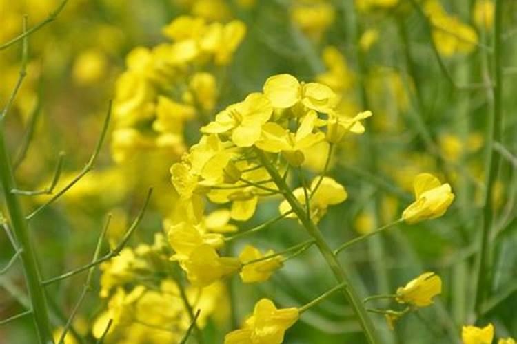 油菜立春后还能追肥吗 附种植方法