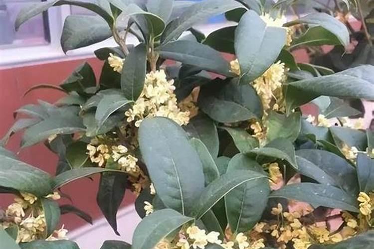 多肉移栽后多久会成活(多肉移栽后注意事项)