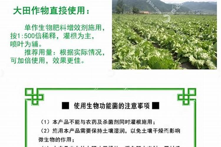 灵芝是一种什么植物:？