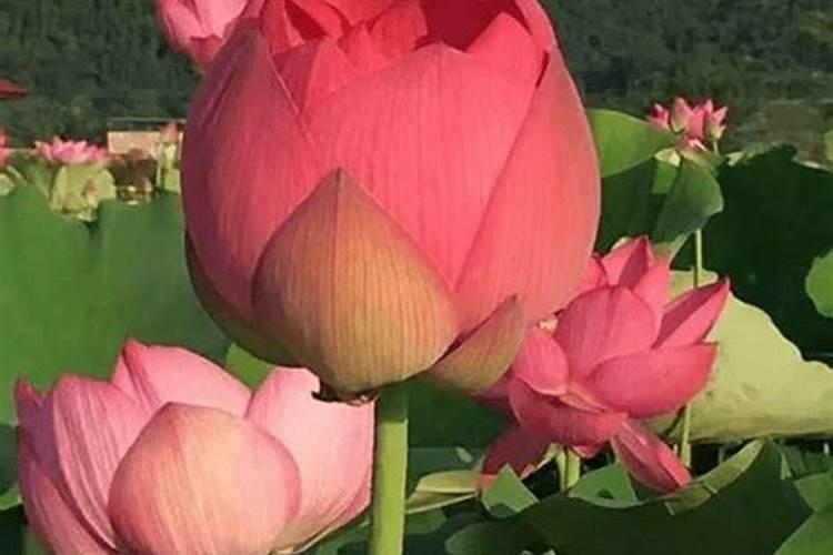太空莲子种植需要什么肥产量高
