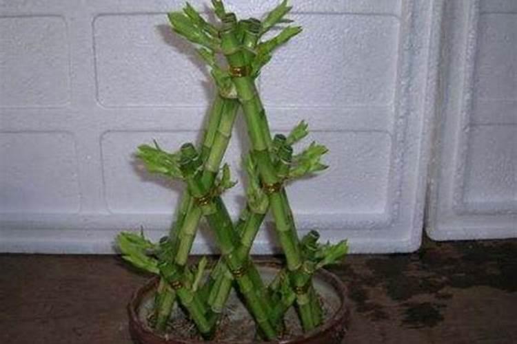 青海的小麦什么时候成熟