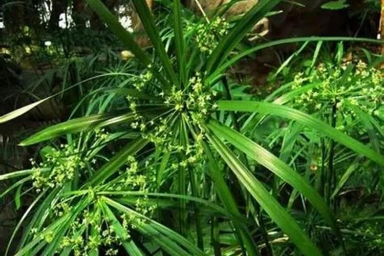 盆栽棕竹浇水施肥技巧
