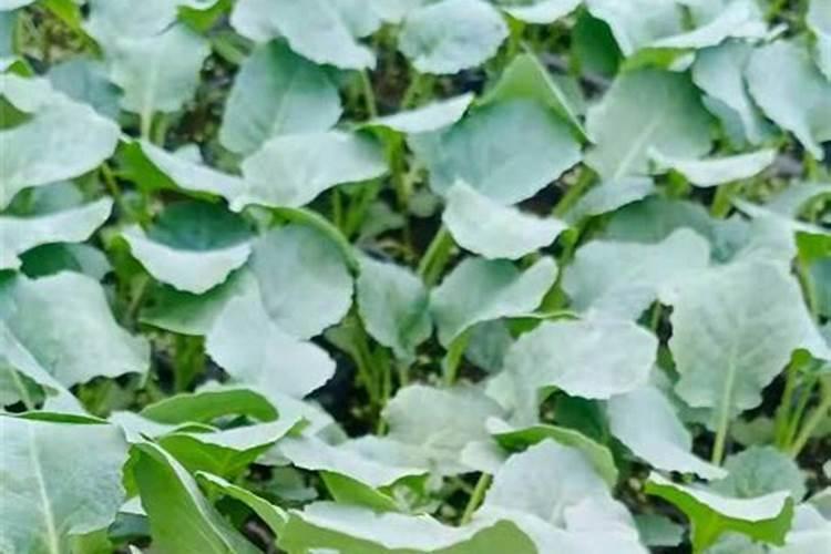 西兰花追肥用什么肥料好