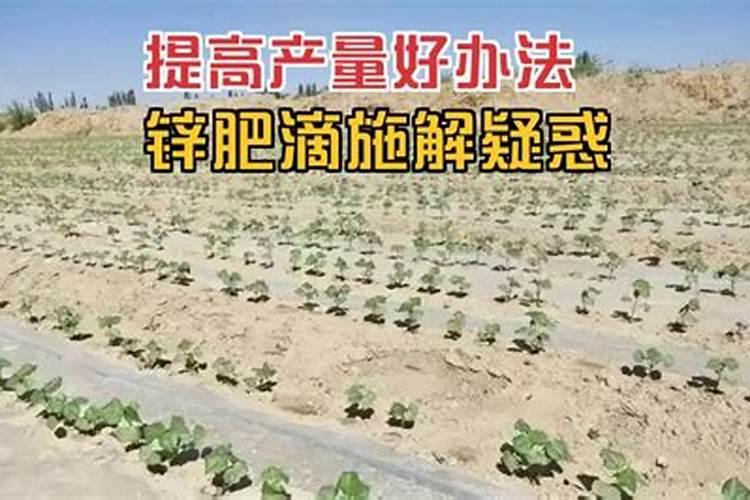 锌肥棉花七月底能滴灌吗？