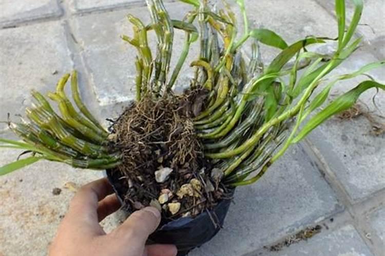 球花石斛小苗几年能开花？