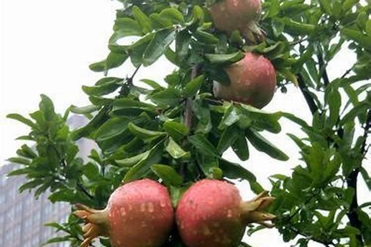 石榴树如何施肥 不同季节石榴树施肥的方法