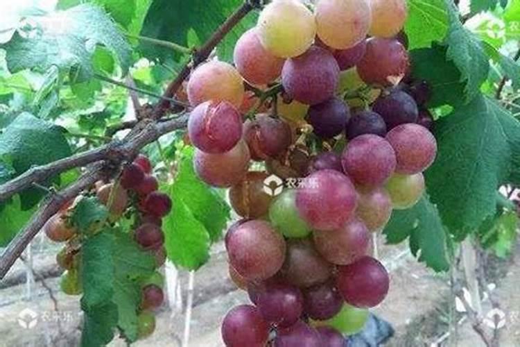 糖醇钙给葡萄上肥是什么作用