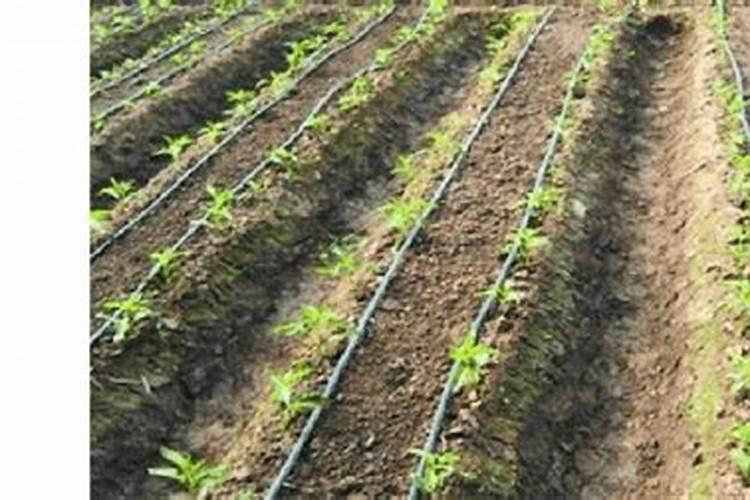 西红柿怎么施肥