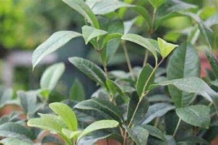 桂花怎么施肥