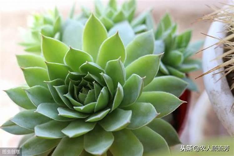 多肉植物施什么肥好