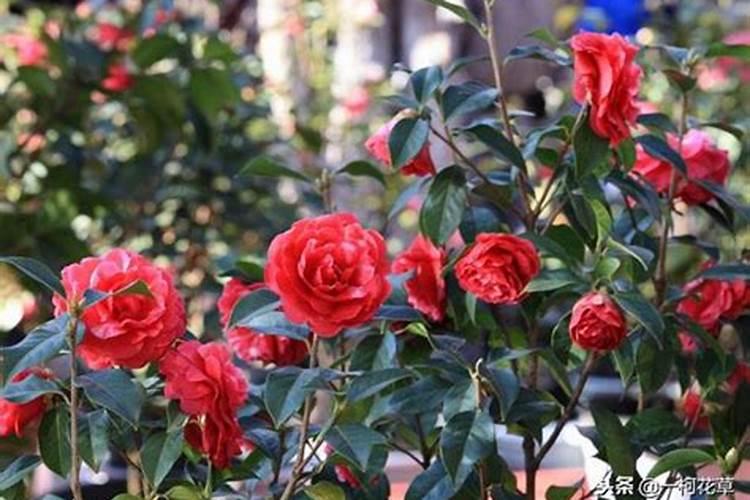 茶花施什么肥料最好 茶花施肥的正确方法