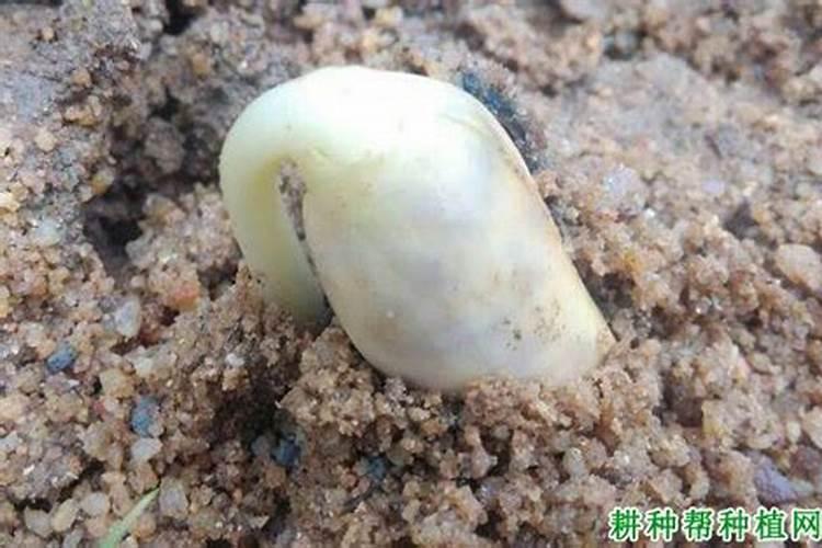四季豆发芽多久后施肥