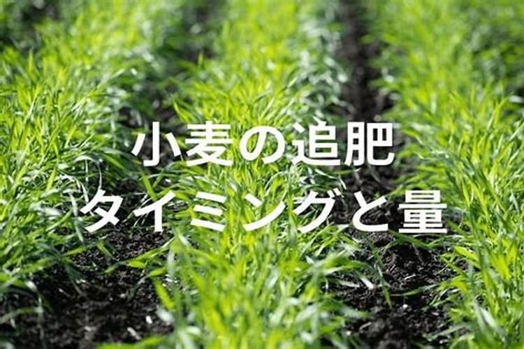 春季小麦追肥用多少