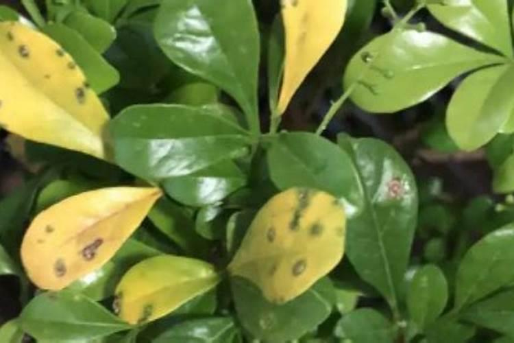 油菜追肥用什么肥料好