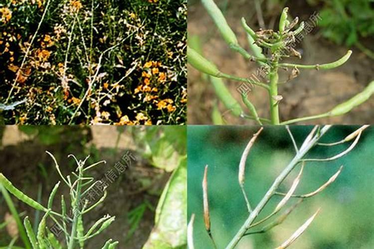 油菜肥施多了怎么办 掌握这些正确的施肥方法很有必要
