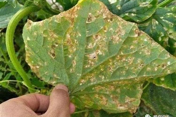 黄瓜缺氮肥是什么症状