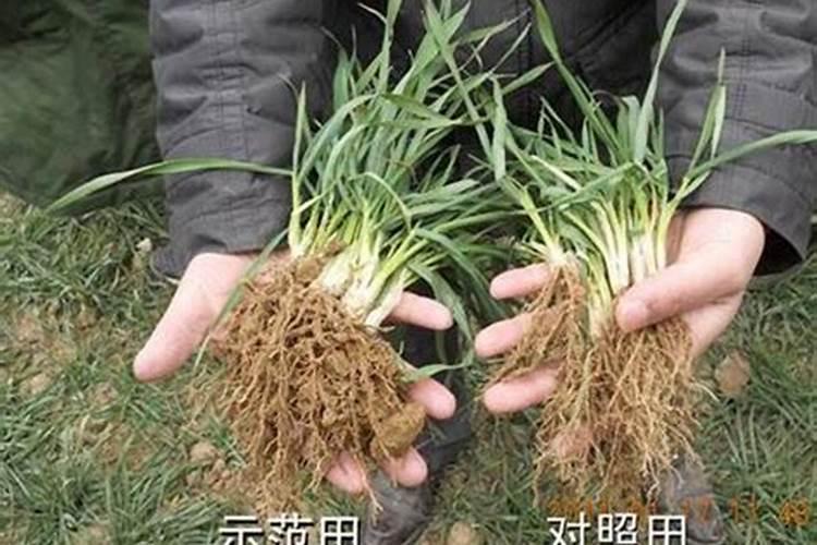 什么肥料能促长植物的根