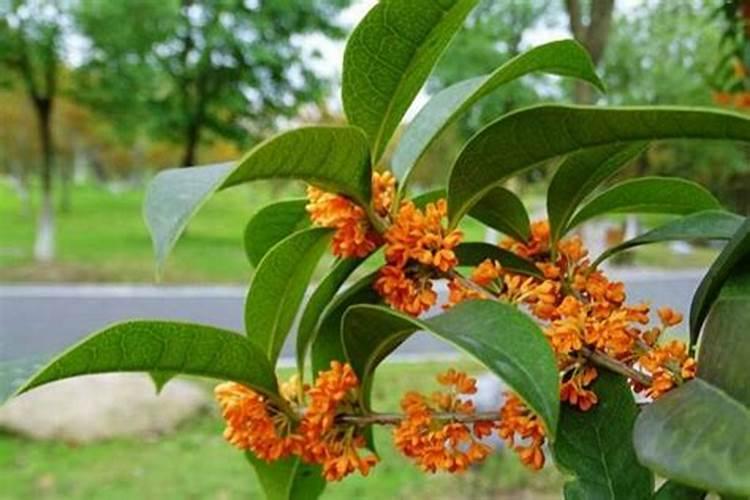 桂花施什么肥料最好
