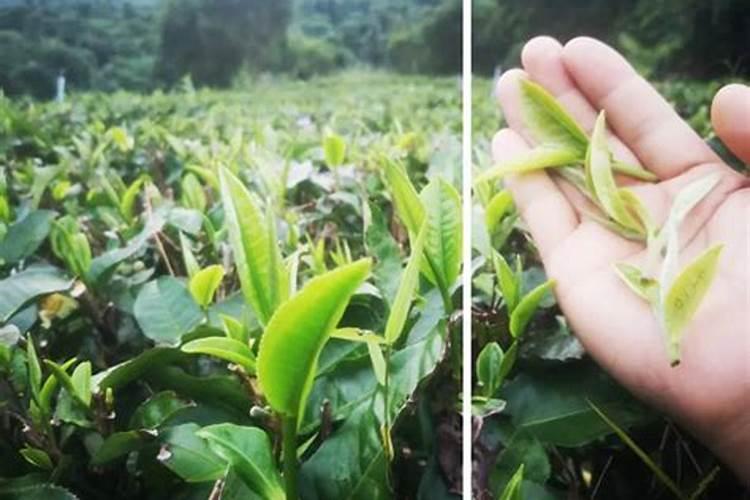 茶叶能施叶面肥吗？
