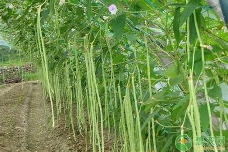 种植豆角需要用什么肥料,必须防止哪些病虫害？