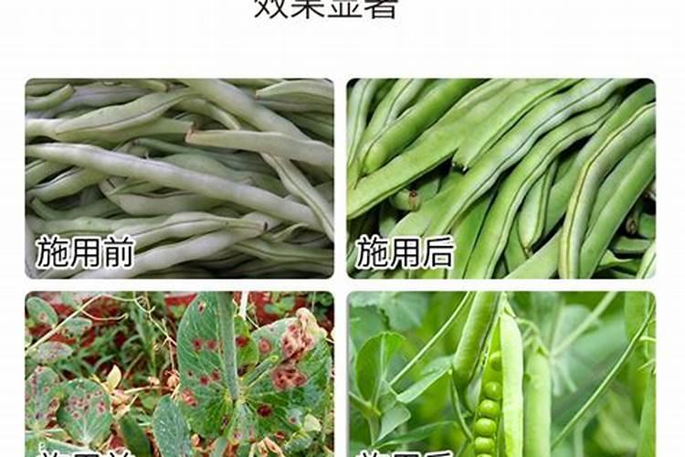 豆角冲什么水溶肥最好