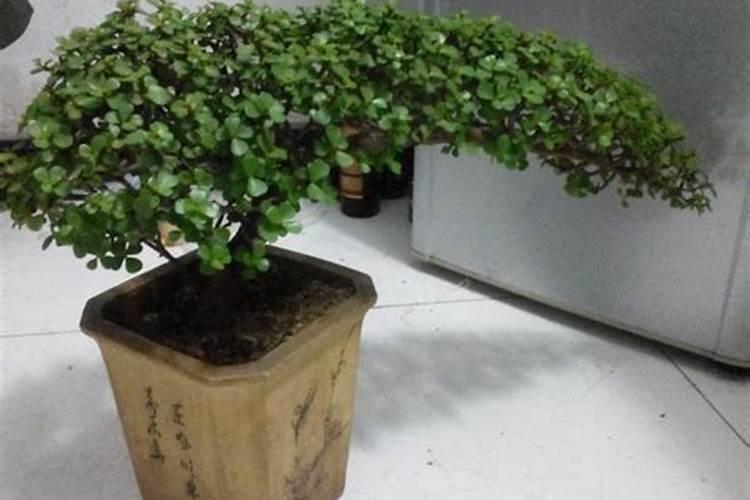 土豆种一亩地多少斤