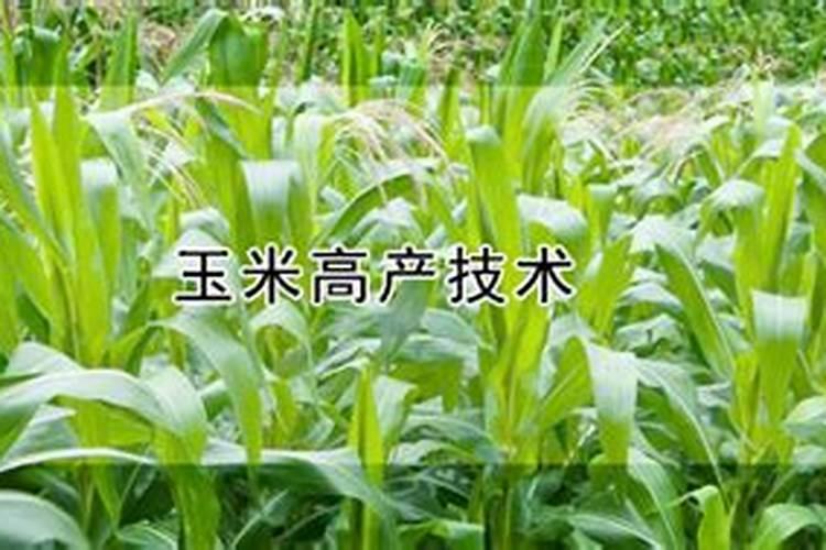 玉米种肥施什么肥好