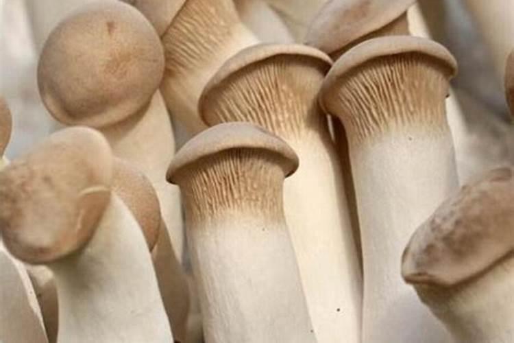 蘑菇种植需要哪些肥料