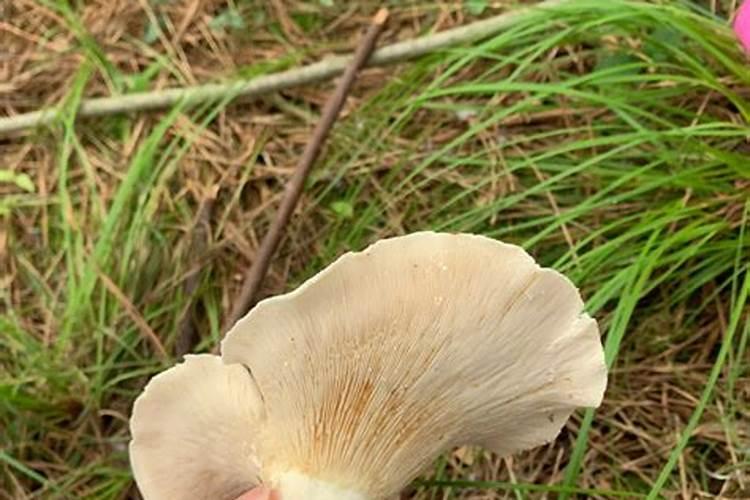 有机肥料的分类