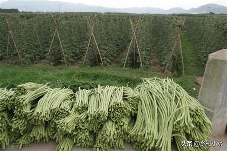豆角多久开花结果