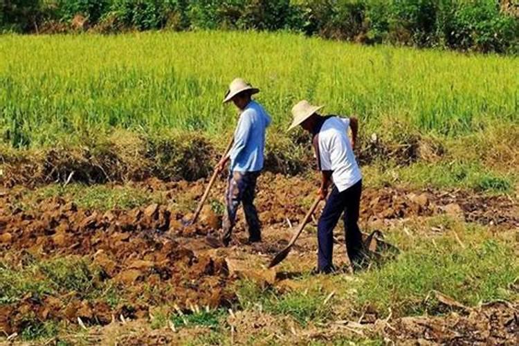 我想种地黄用什么复合肥好