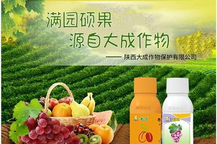 夏黑葡萄用什么膨大剂 附膨大期施肥诀窍