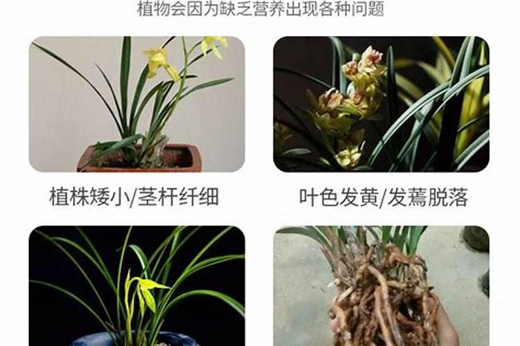 君子兰开花用什么肥料