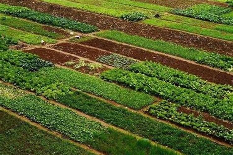 种植玉米,要什么时候打叶面肥合适