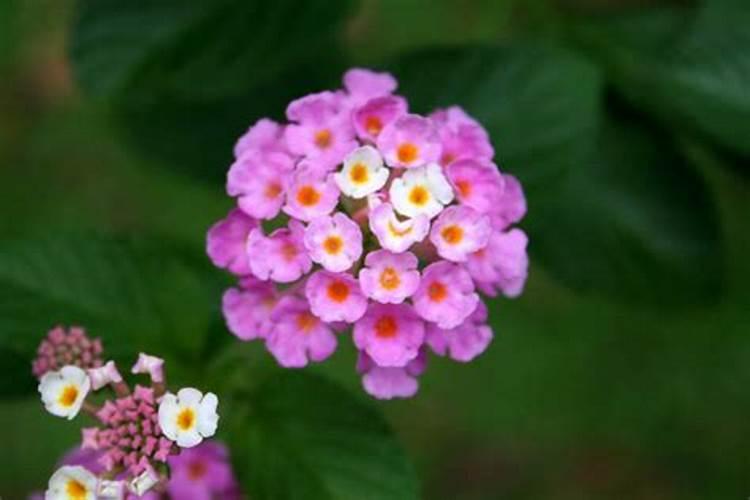 五色梅四季开花是真的吗？好养吗？