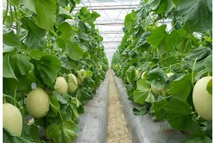 种植大棚甜瓜需要注意些什么 种植大棚甜瓜注意事项