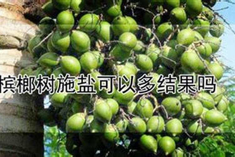 槟榔追肥方法时间