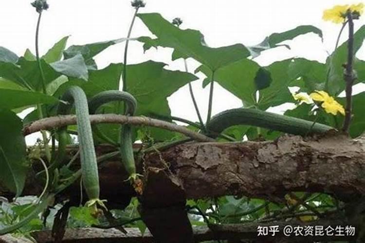 丝瓜生长需要什么物质？如何使它快速生长？