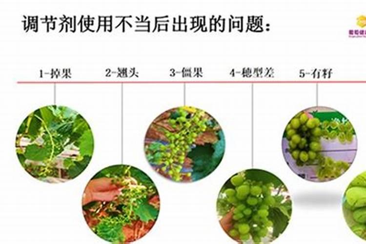 阳光玫瑰膨果配方是什么？