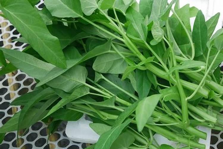 新手求助:空心菜旱种应该怎么施肥,施什么肥