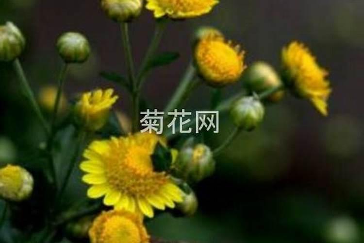 关于菊花的知识