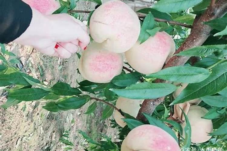 桃树用什么肥料好