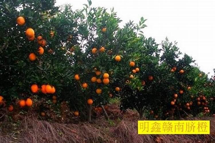 赣南脐橙四季该如何管理
