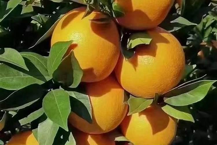 如何种植橙树,橙子树怎么种植才能高产