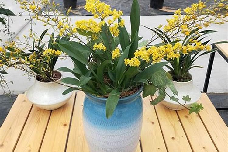 文心兰掉花苞怎么办？